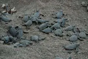 La TraderTurtle conçue à Maurice (élève Le Spéculateur Libre)